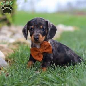 Leo, Dachshund Puppy